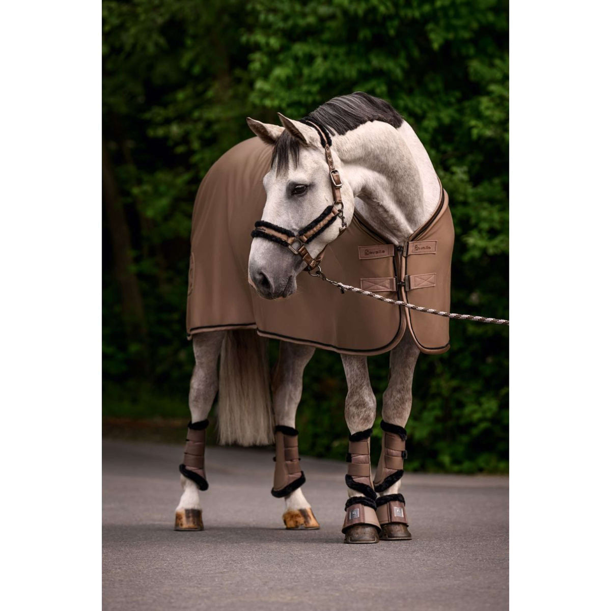 Cavallo Licol CavalJero Mocha Latte