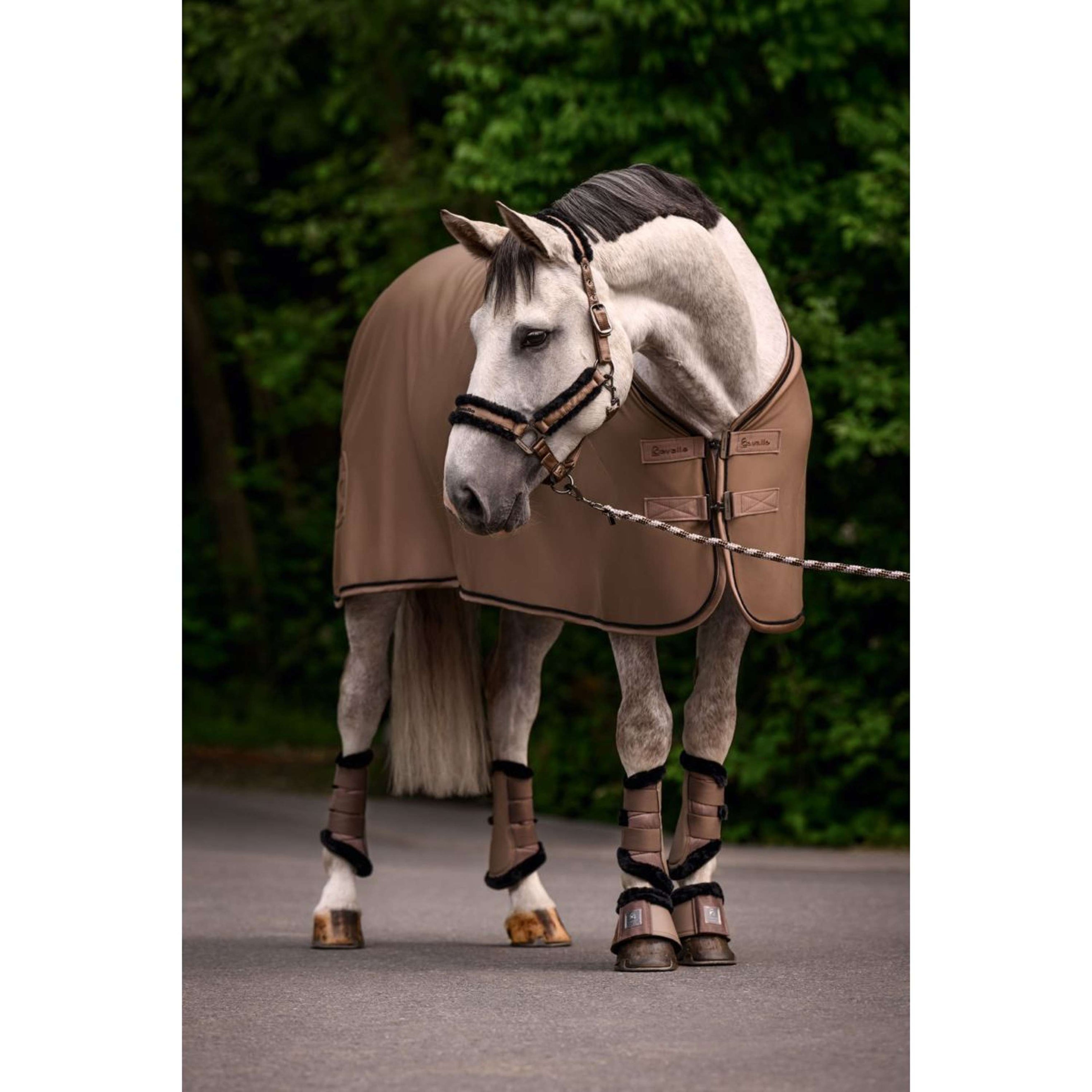 Cavallo Licol CavalJero Mocha Latte