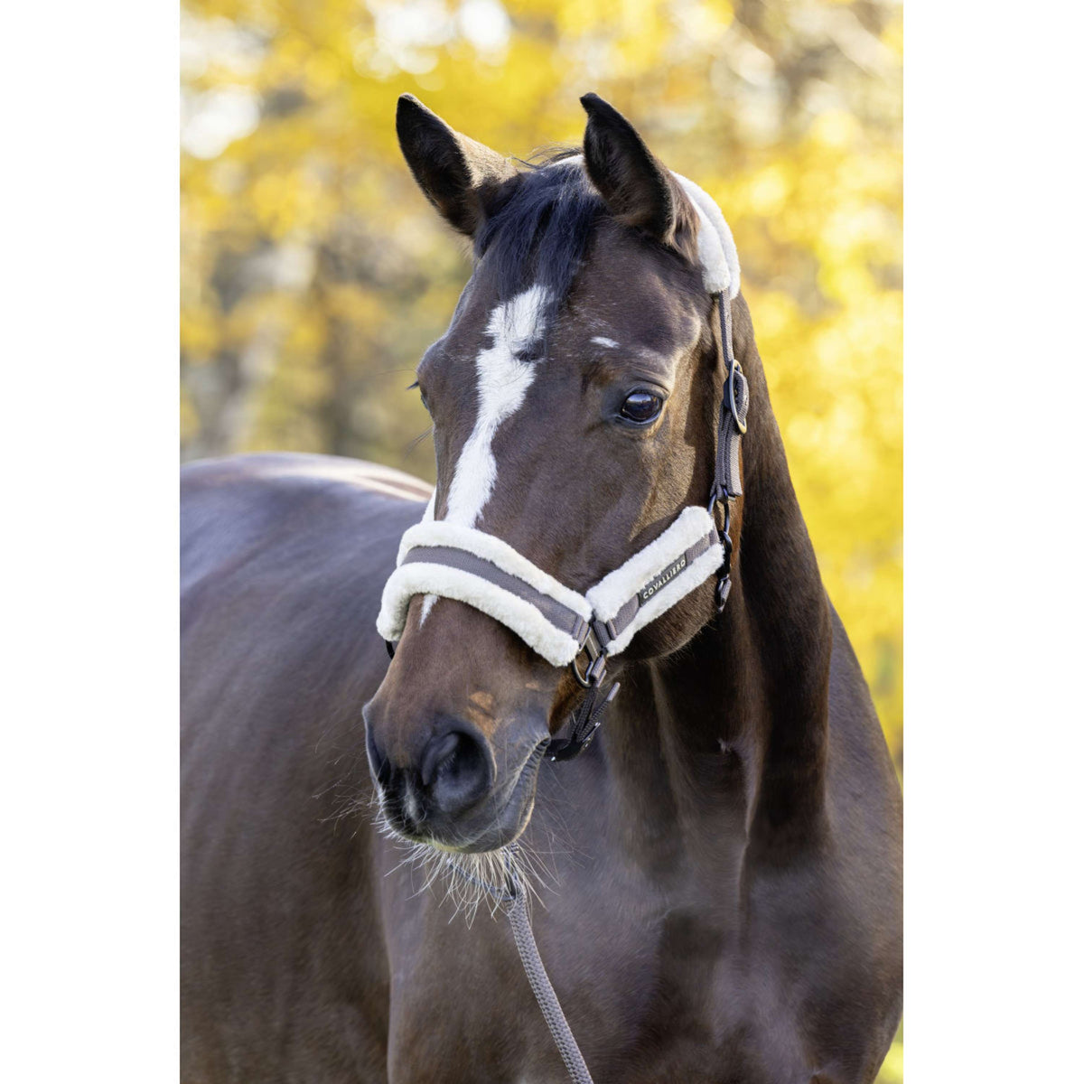 Covalliero Licol Soft AW26 Milky Chocolate