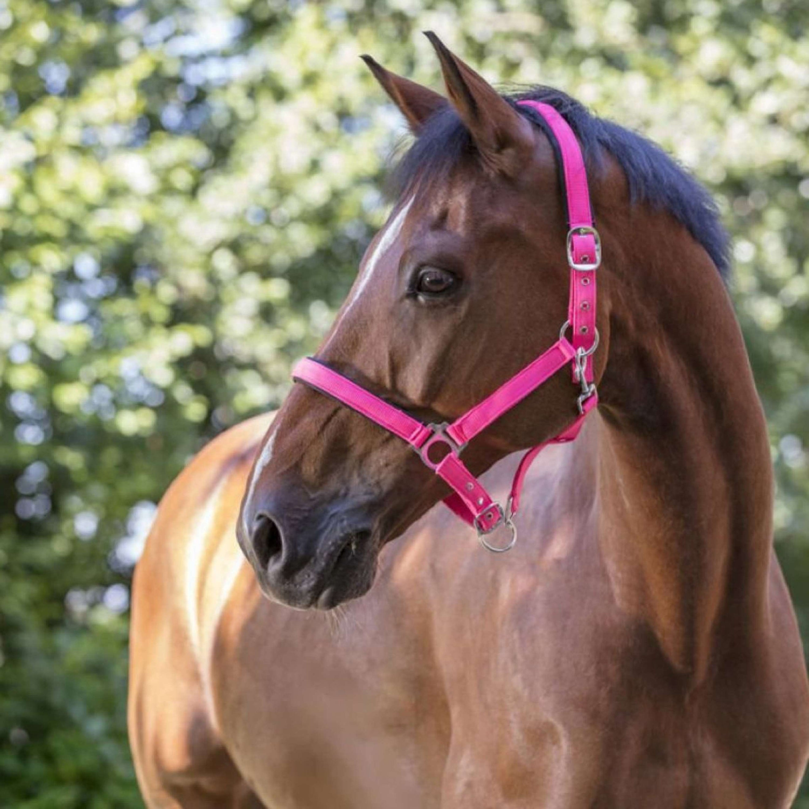 Norton Licol Fluo Rembourrage Rose Norton Licol Fluo Rembourrage Rose