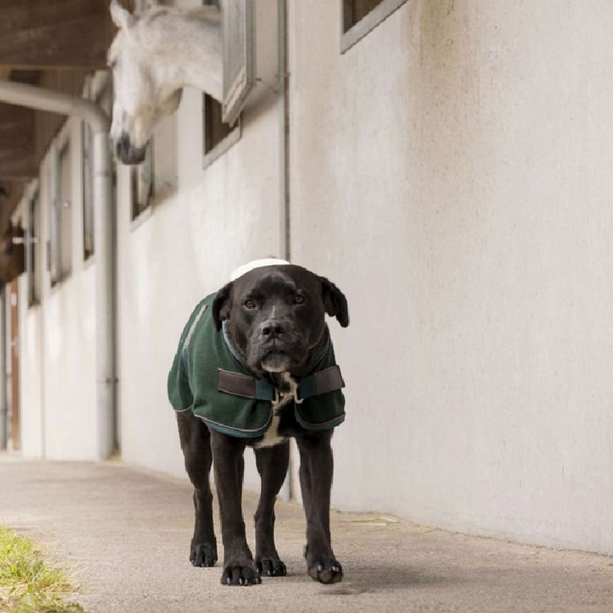 Diego & Louna Couverture pour Chien Polar Vert