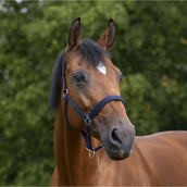 Norton Licol Doublé de Néoprène Marin