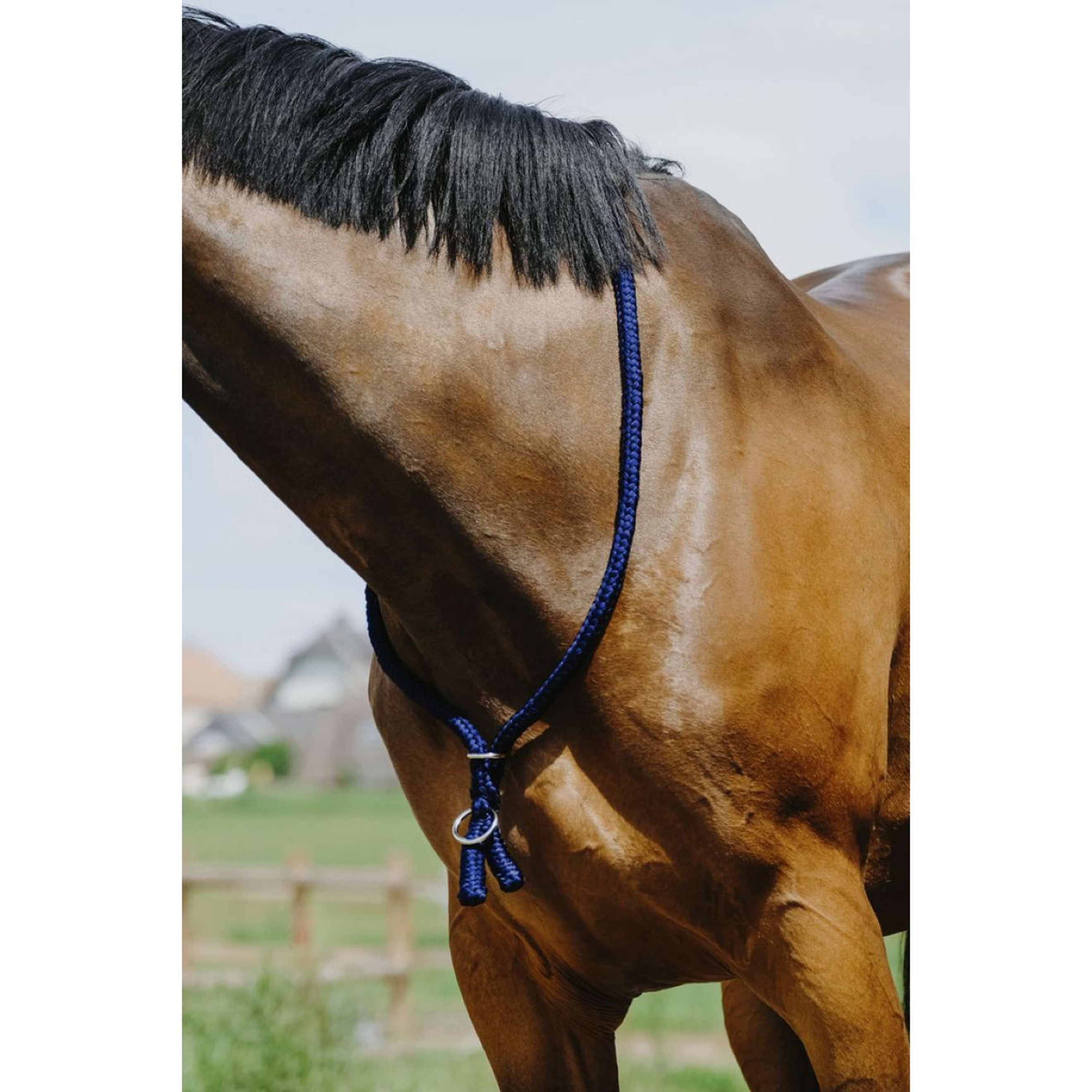Norton Neckrope Bleu Royal Norton Neckrope Bleu Royal