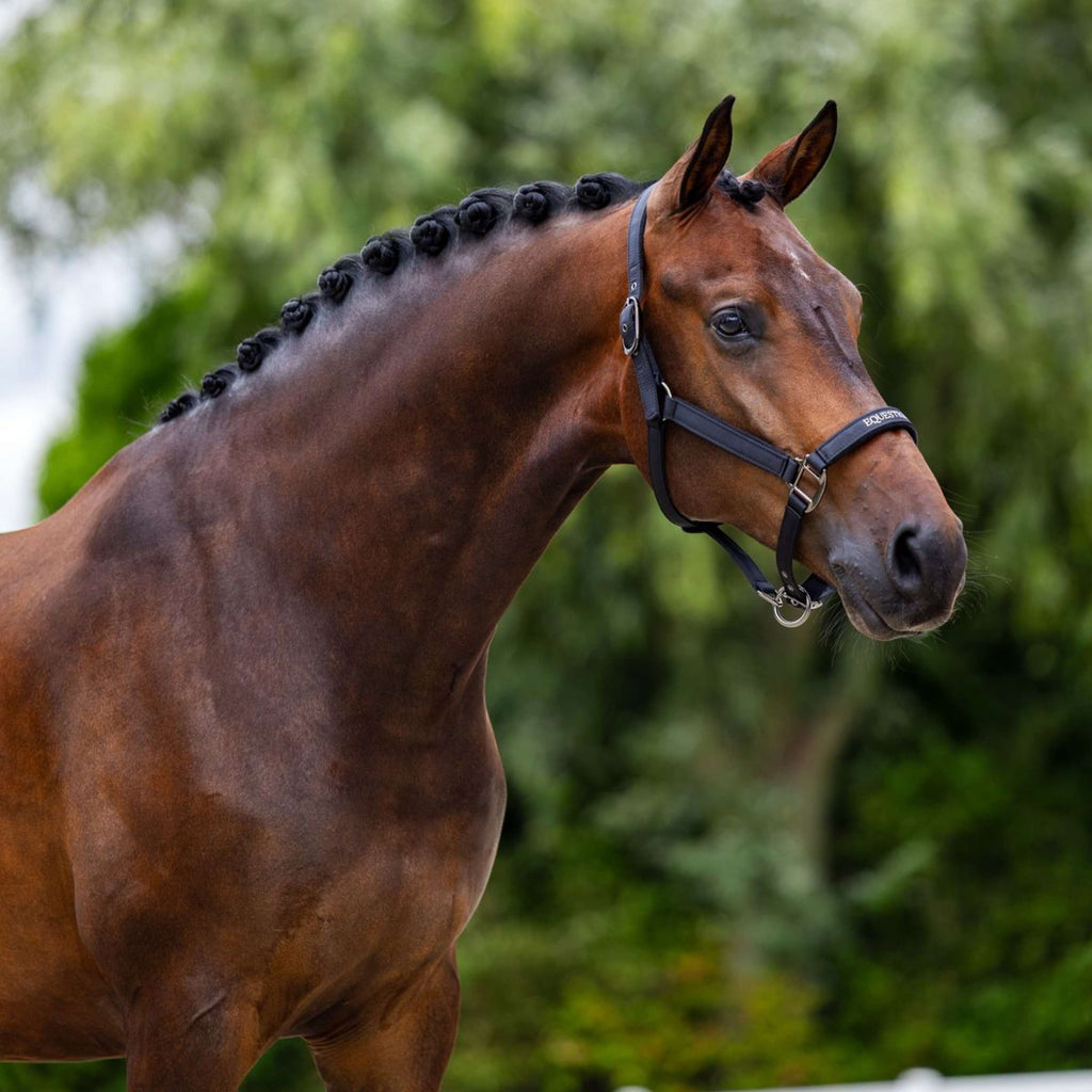 Equestrian Stockholm Licol Line Noir