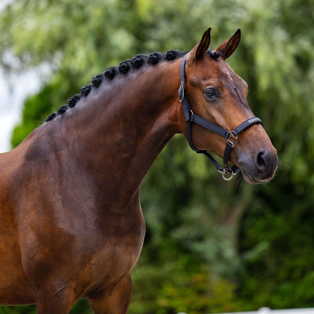 Equestrian Stockholm Licol Line Noir