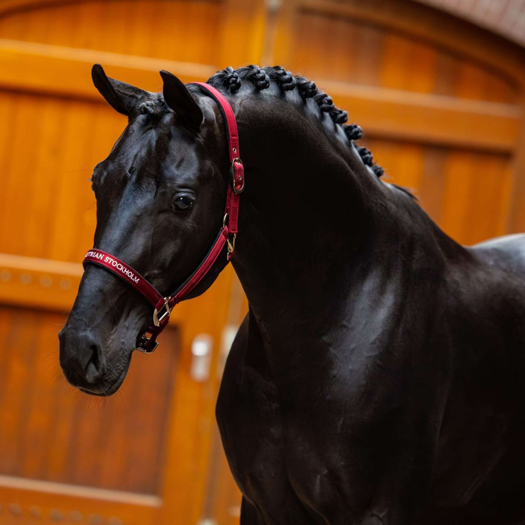 Equestrian Stockholm Licol Line Bordeaux