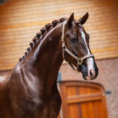 Equestrian Stockholm Licol Line Champagne