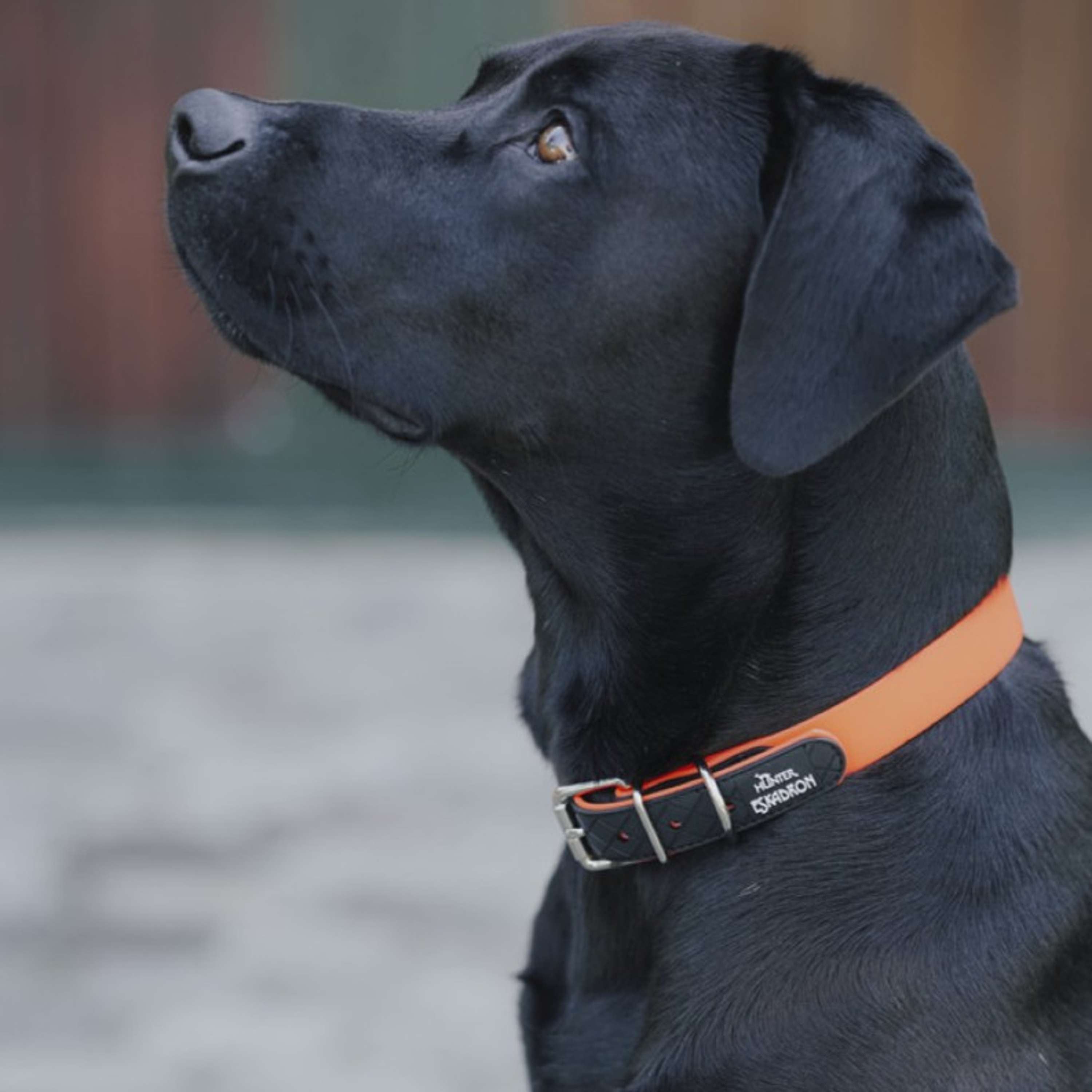 Hunter x Eskadron Collier pour Chien Spark Neon Orange