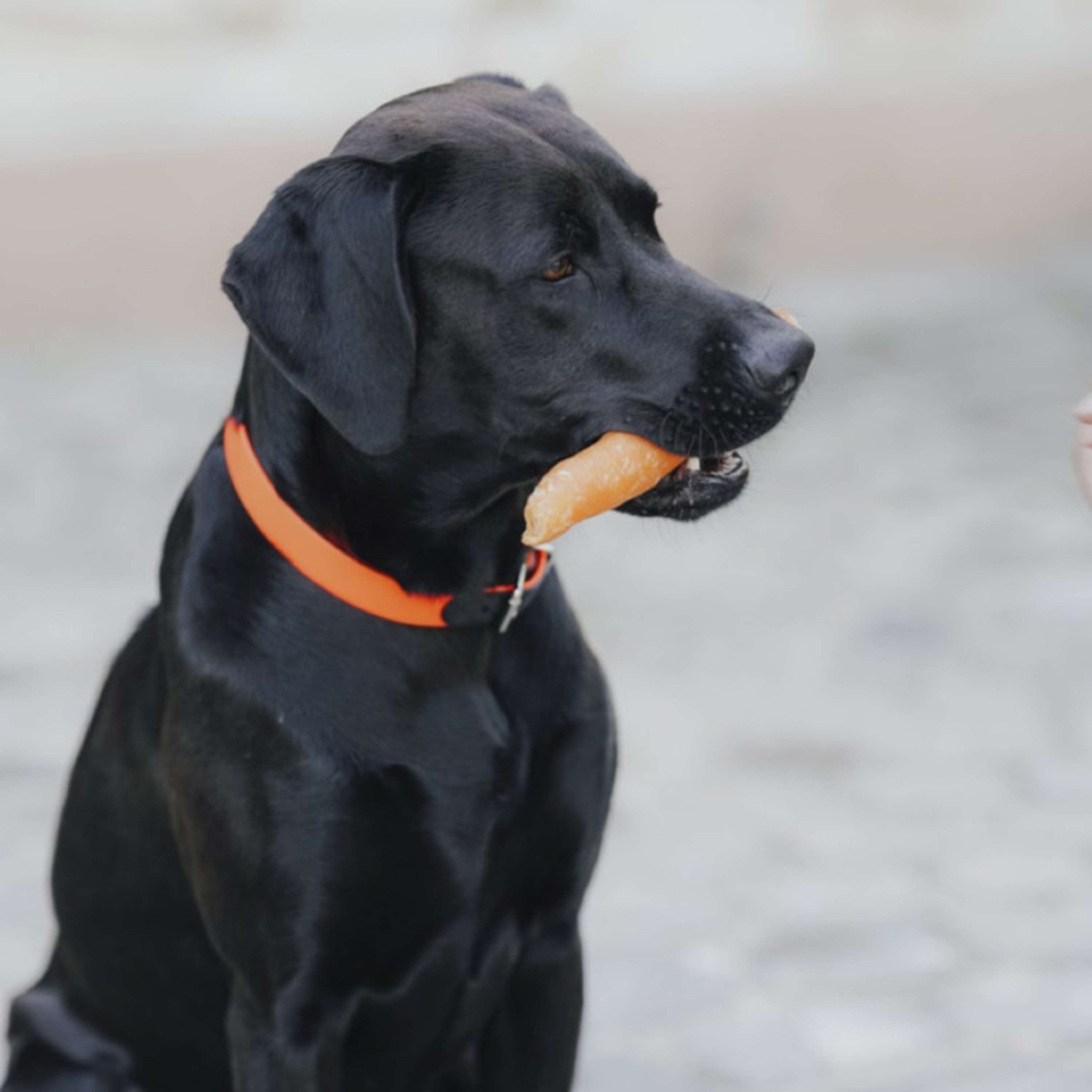 Hunter x Eskadron Collier pour Chien Spark Neon Orange