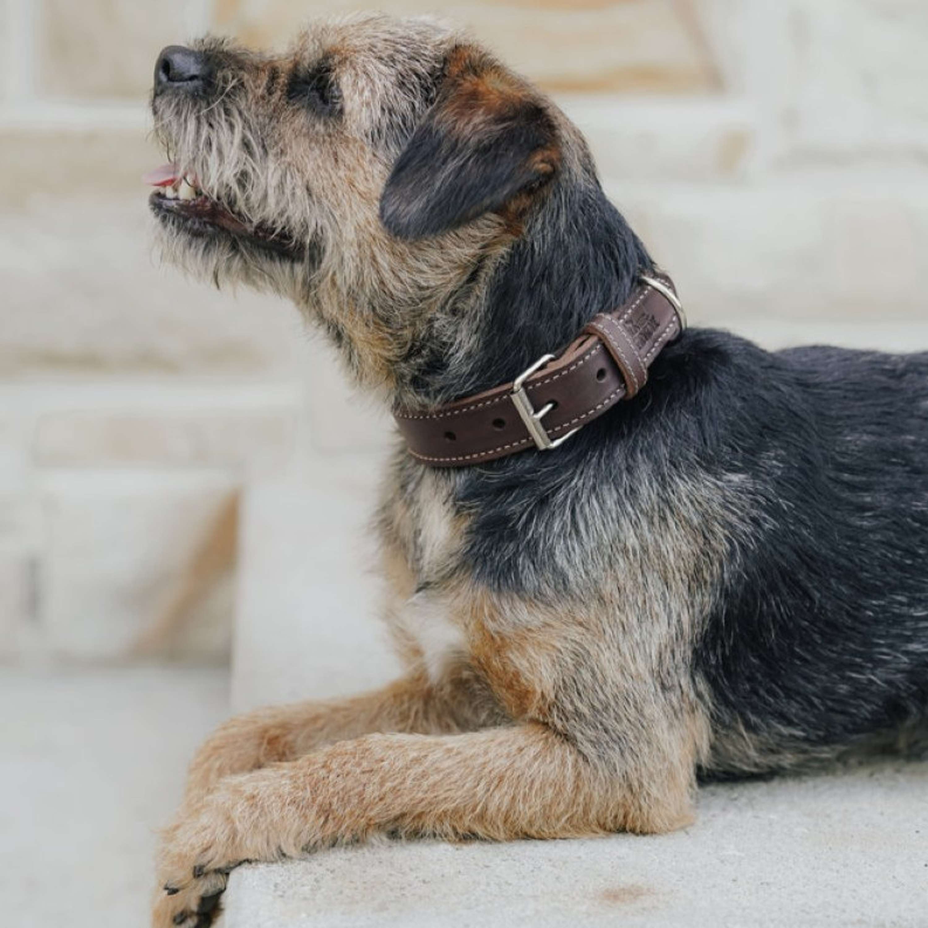 Hunter x Eskadron Collier pour Chien Craft Marron Foncé