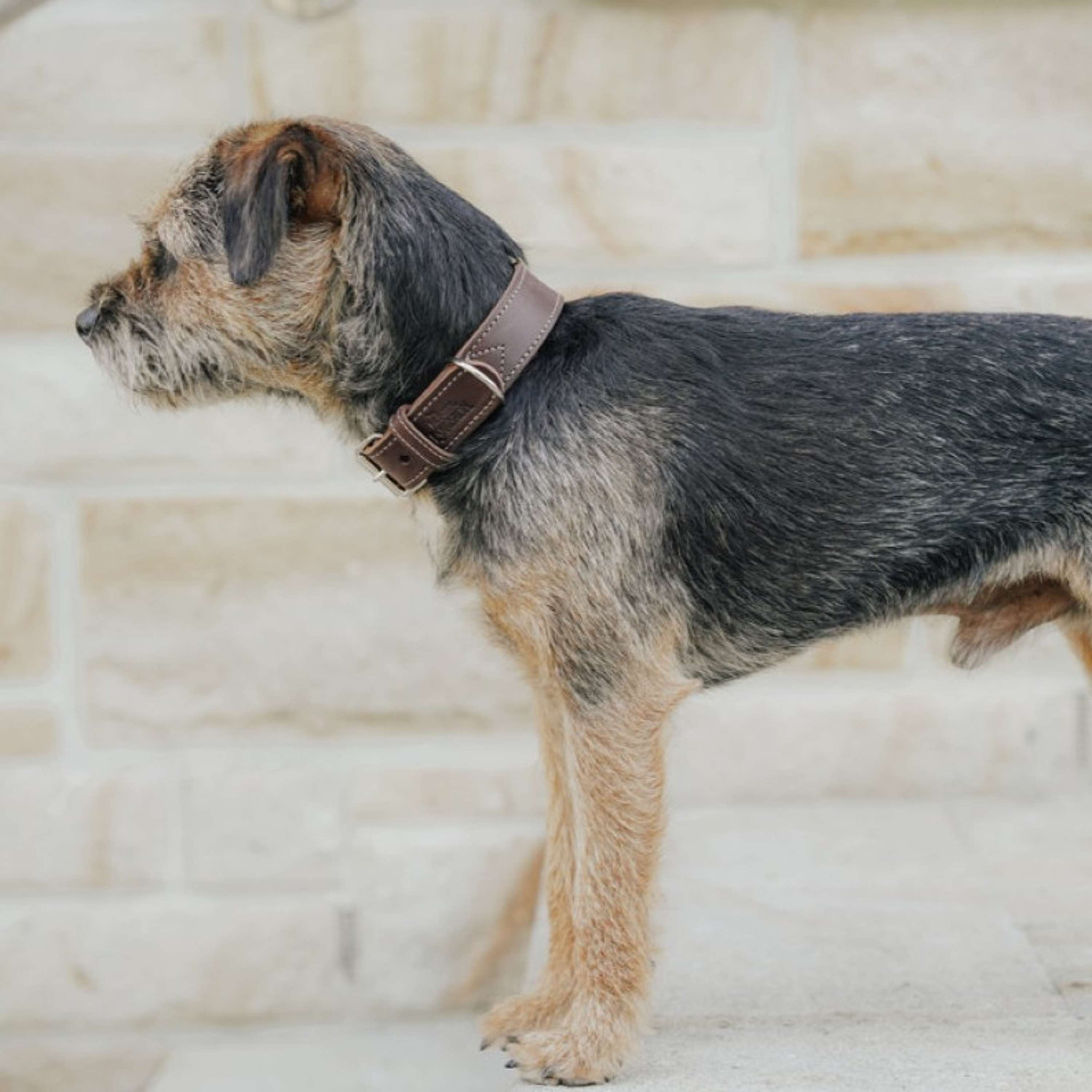Hunter x Eskadron Collier pour Chien Craft Marron Foncé
