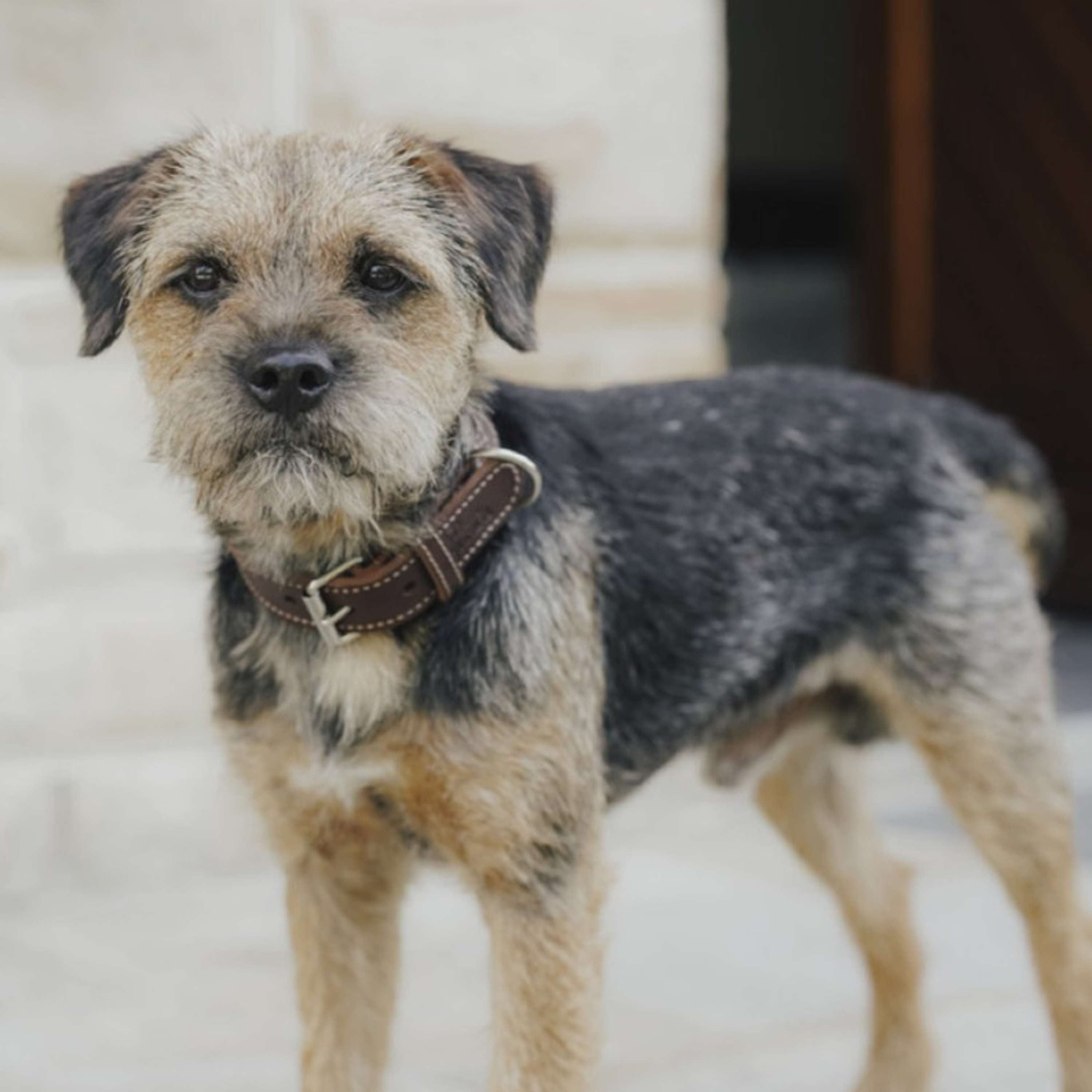 Hunter x Eskadron Collier pour Chien Craft Marron Foncé