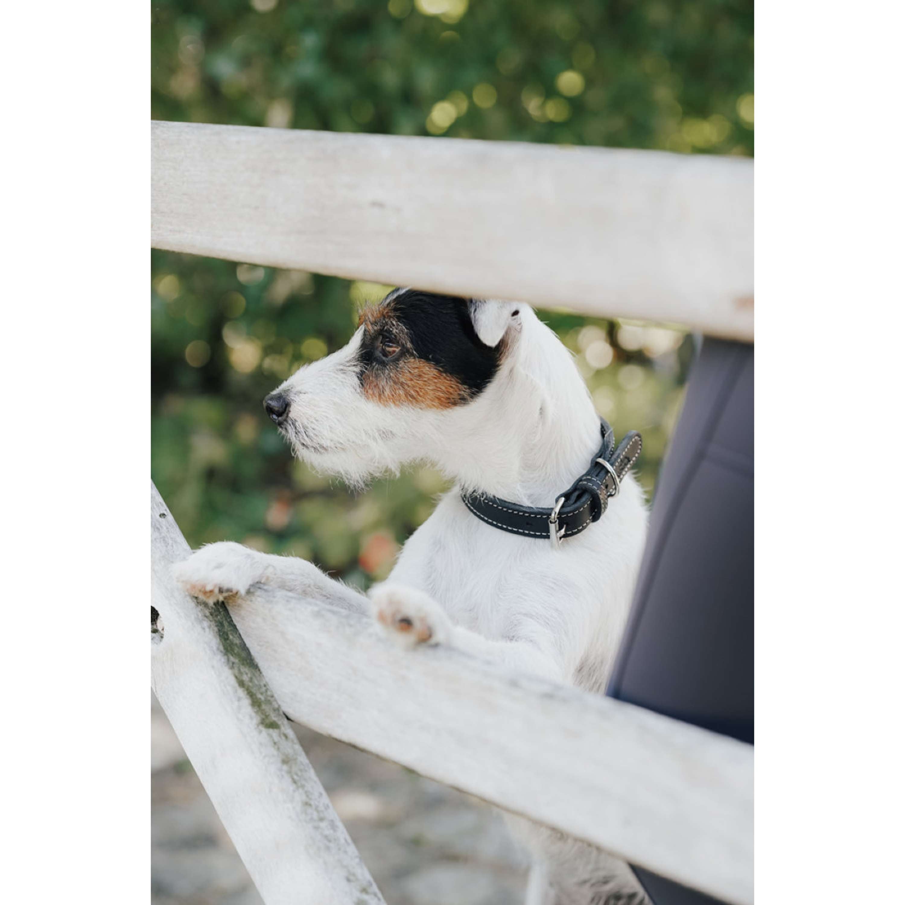 Hunter x Eskadron Collier pour Chien Craft Noir