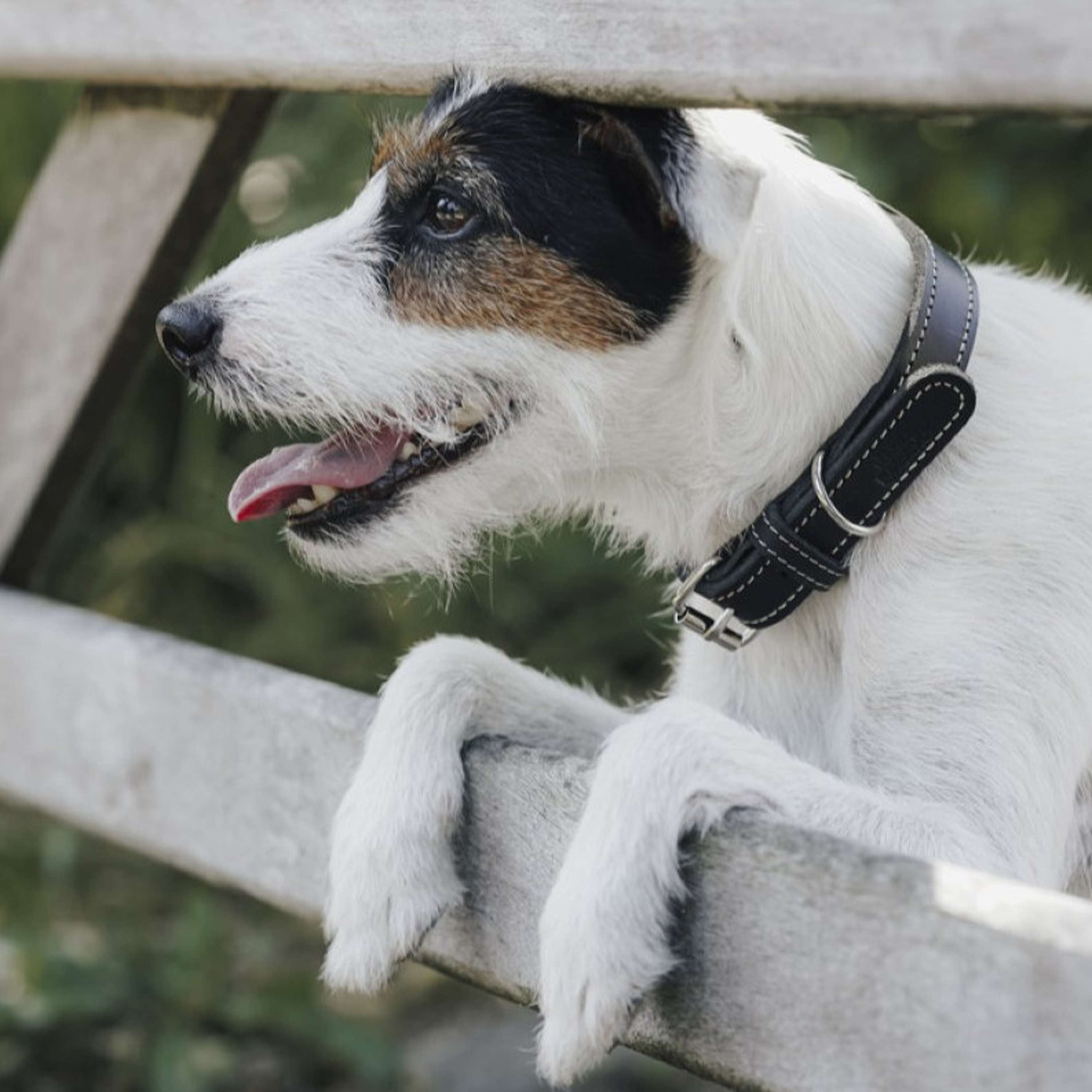 Hunter x Eskadron Collier pour Chien Craft Noir