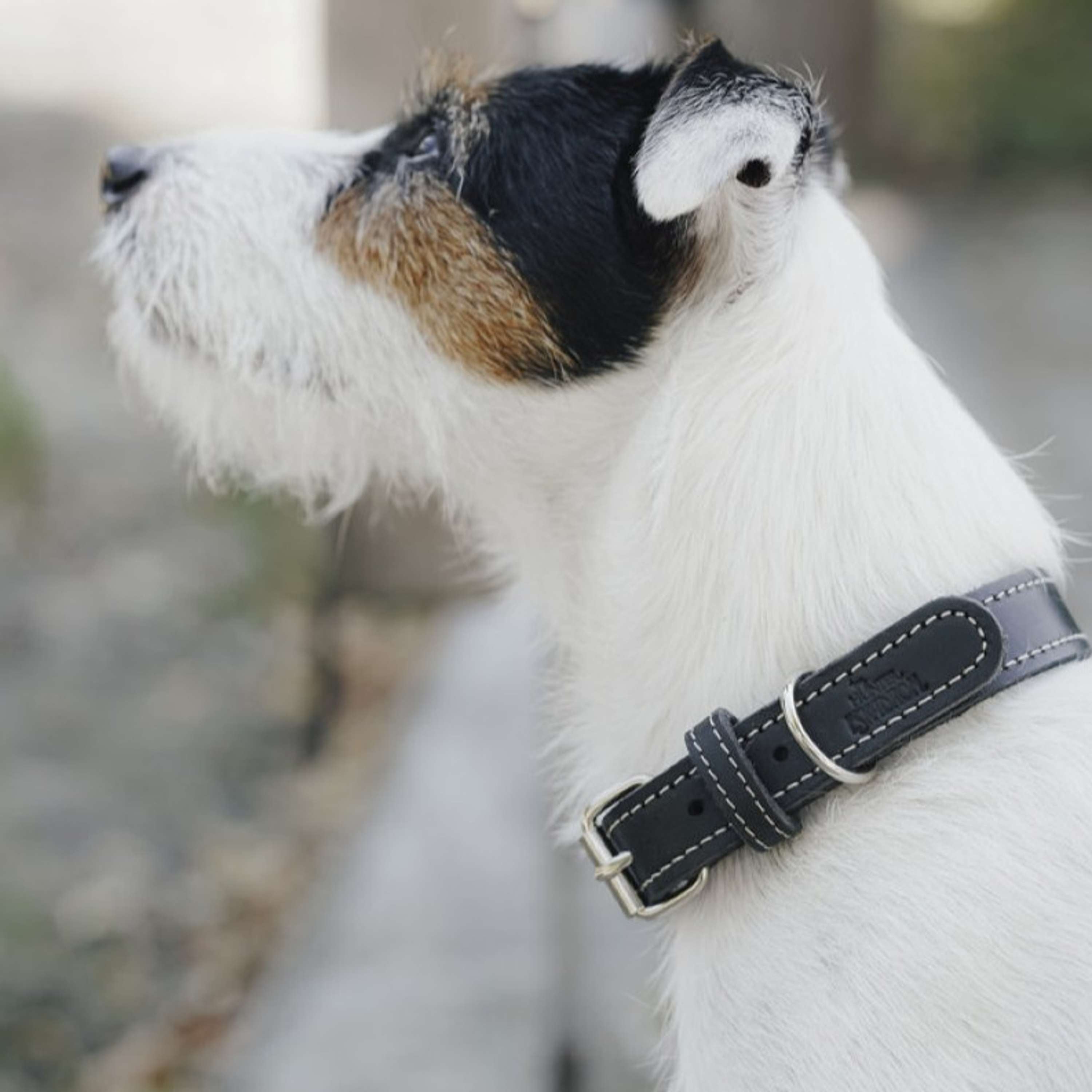Hunter x Eskadron Collier pour Chien Craft Noir