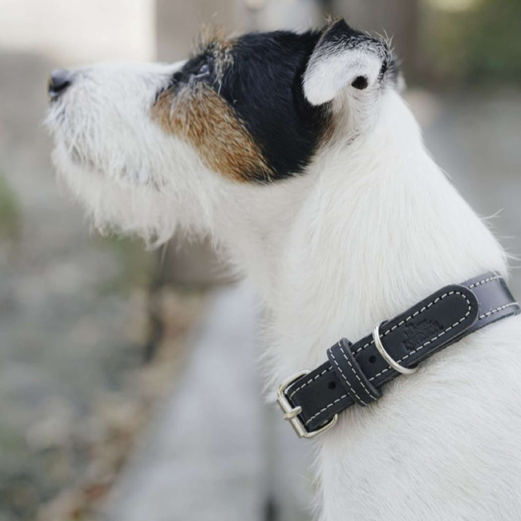 Hunter x Eskadron Collier pour Chien Craft Noir