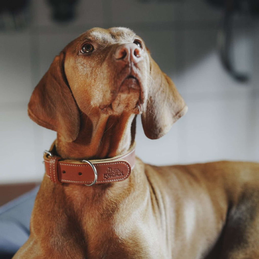 Hunter x Eskadron Collier pour Chien Craft Cognac