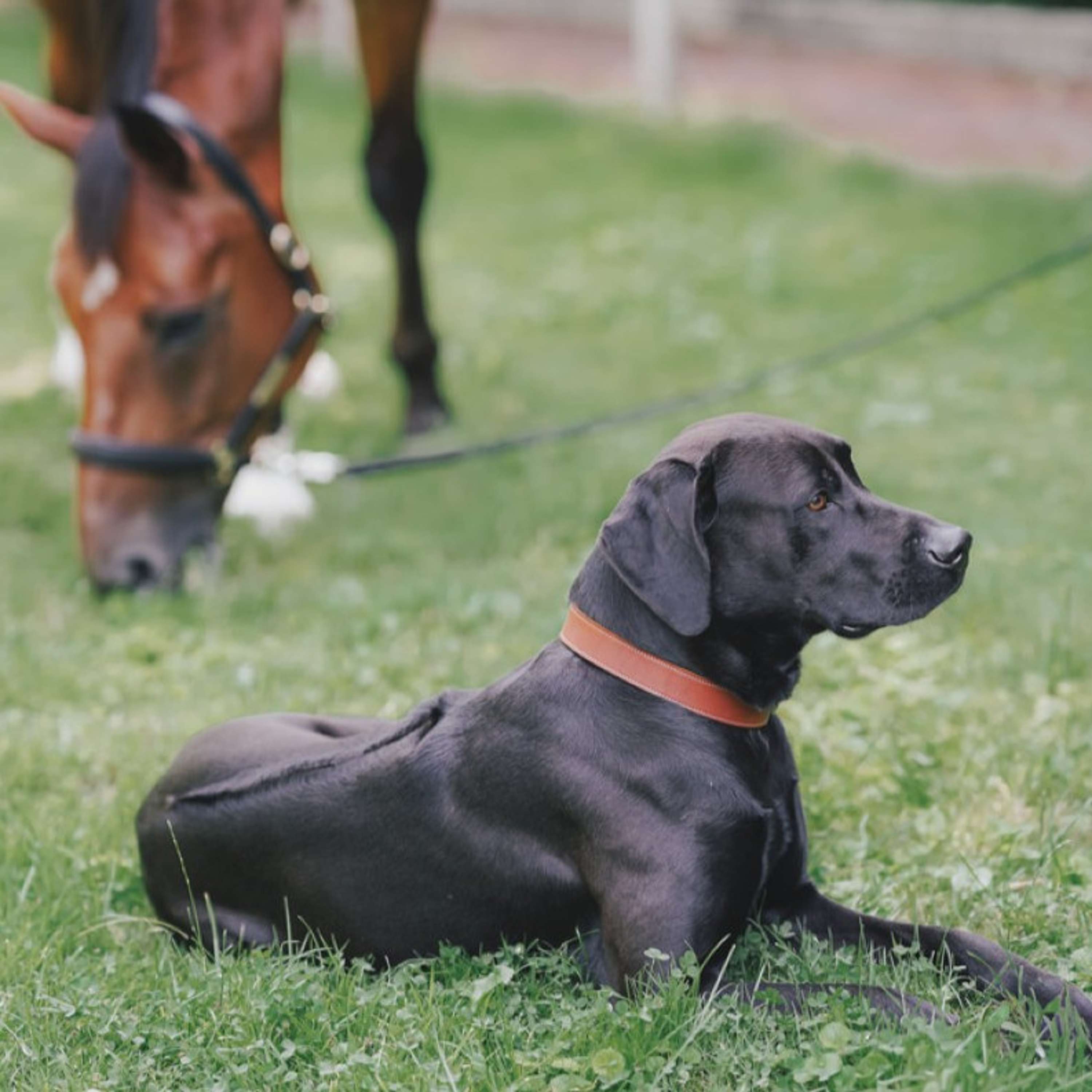 Hunter x Eskadron Collier pour Chien Craft Cognac