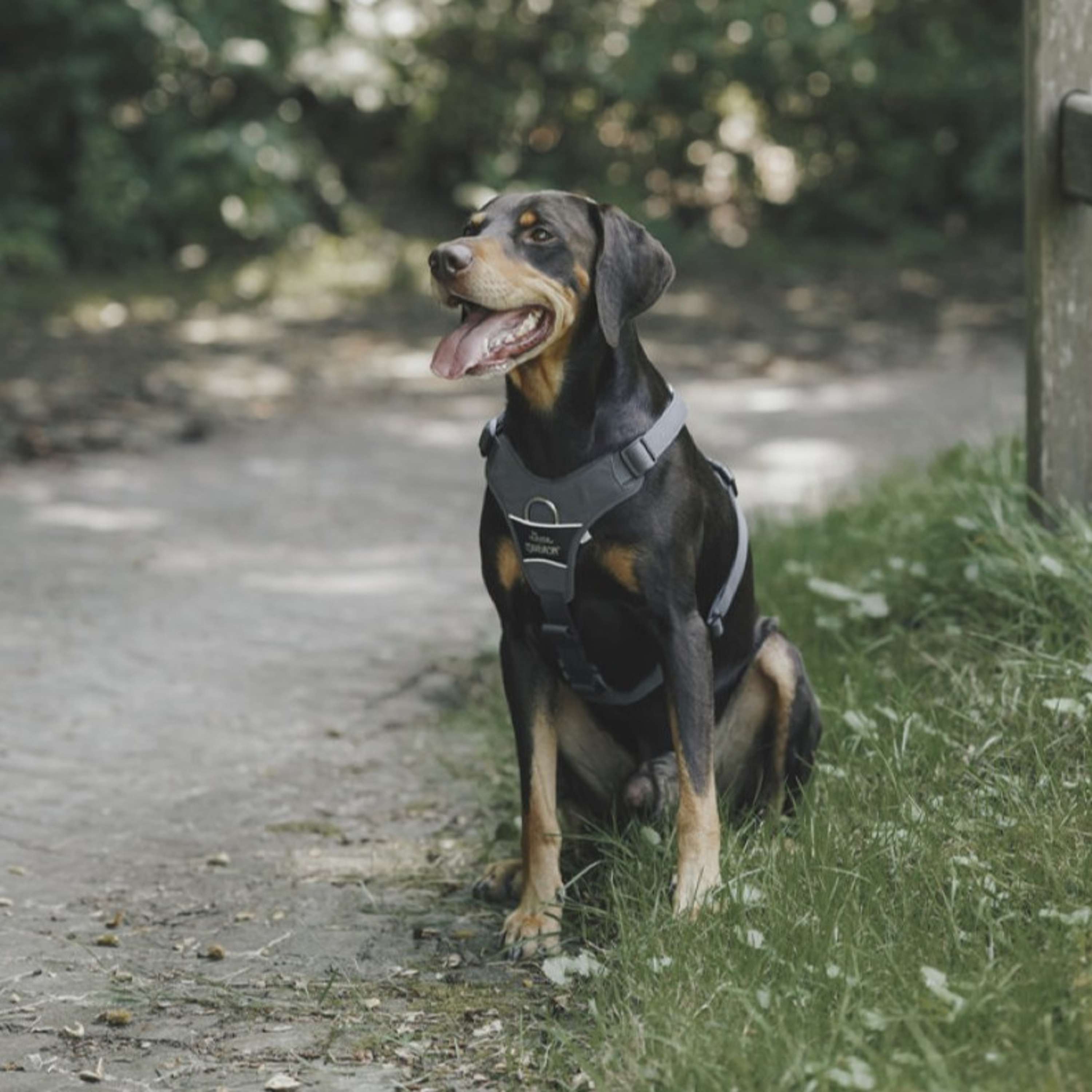 Hunter x Eskadron Harnais pour Chien Motion Reflect Anthracite