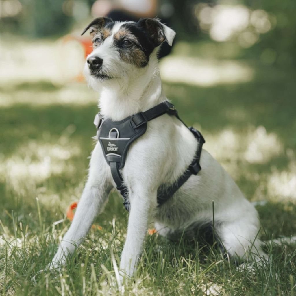 Hunter x Eskadron Harnais pour Chien Motion Reflect Anthracite