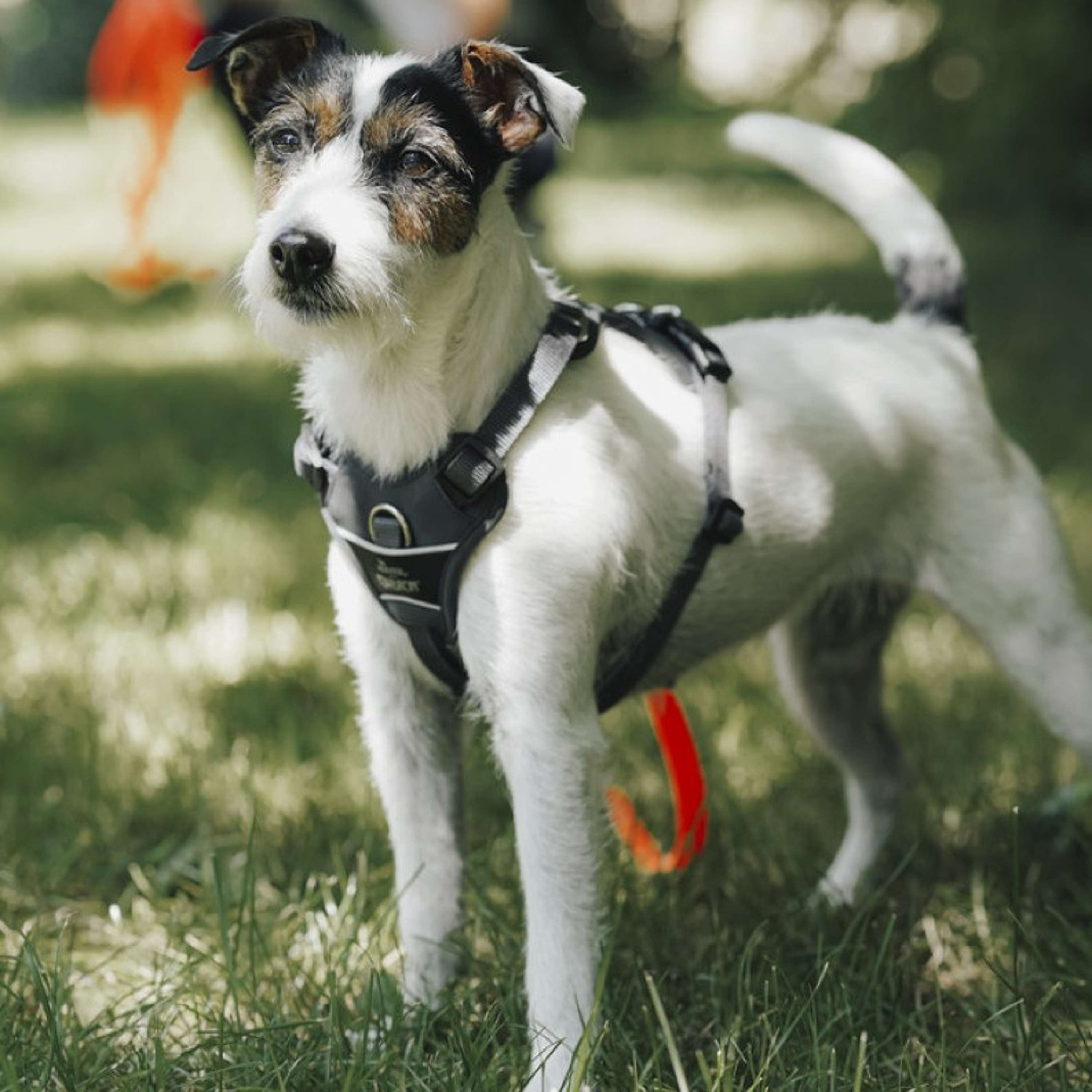 Hunter x Eskadron Harnais pour Chien Motion Reflect Anthracite