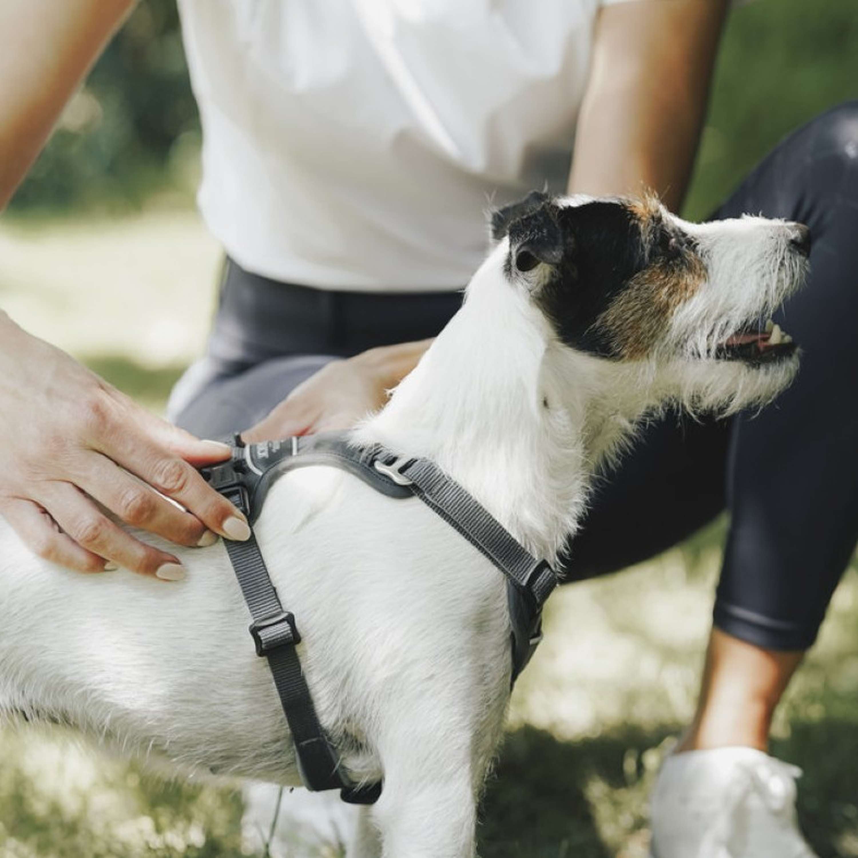 Hunter x Eskadron Harnais pour Chien Motion Reflect Anthracite