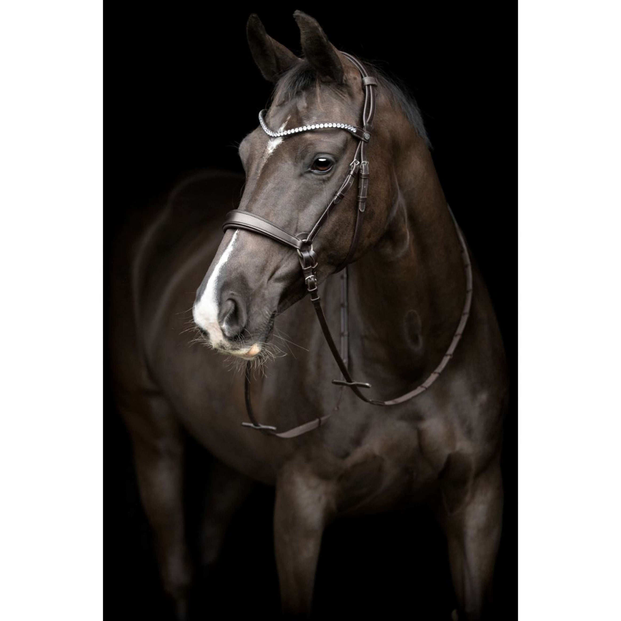 Catago Sous-Gorge Gentle avec Boucles Marron Catago Sous-Gorge Gentle avec Boucles Marron