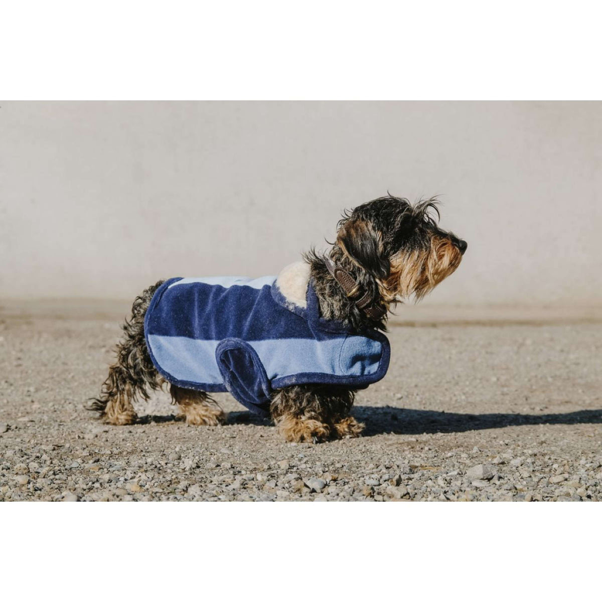 EQUITHÈME Couverture pour Chien New Market Marin