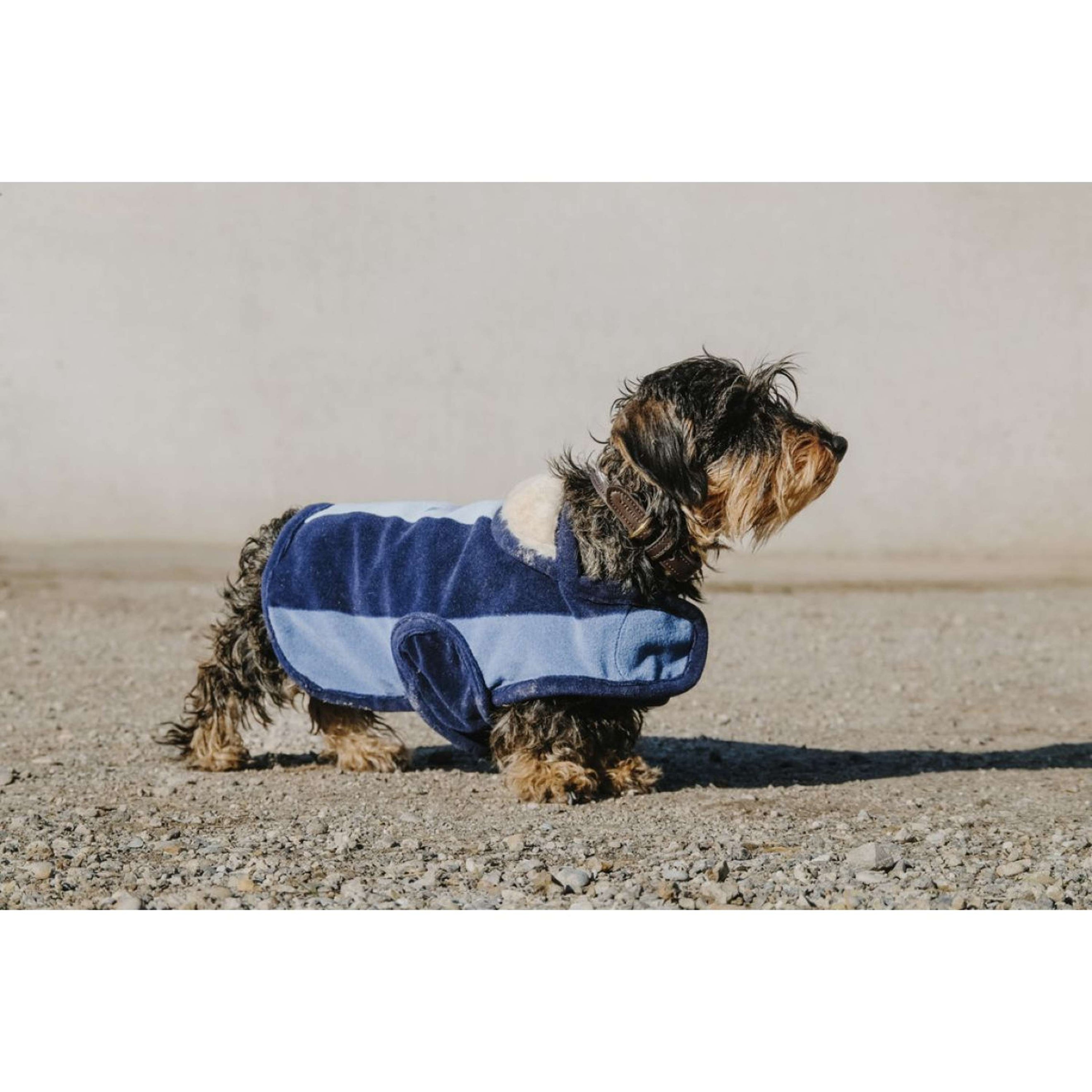 EQUITHÈME Couverture pour Chien New Market Marin