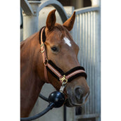 Harry's Horse Ensemble Licol Soft Mocha-Bisque