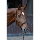 Harry's Horse Ensemble Licol EQS Bracken