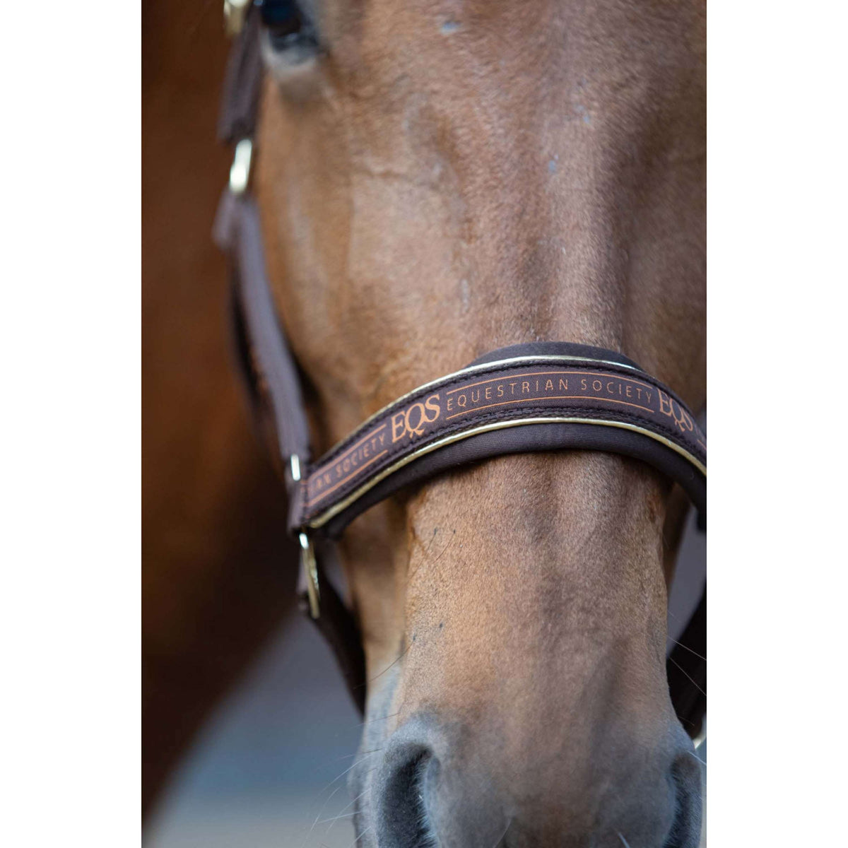 Harry's Horse Ensemble Licol EQS Bracken