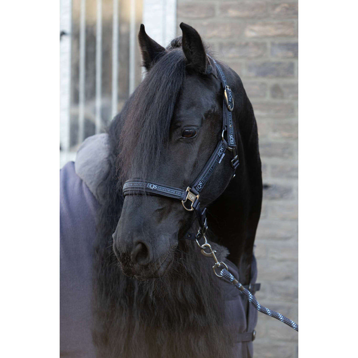 Harry's Horse Ensemble Licol EQS Black-Sand