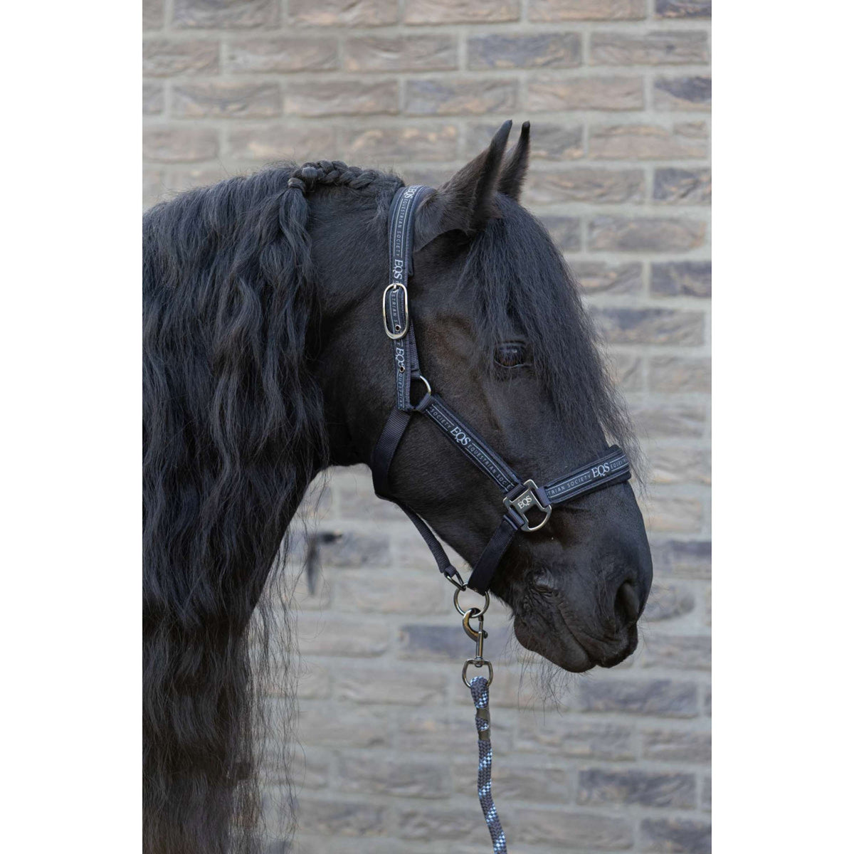 Harry's Horse Ensemble Licol EQS Black-Sand