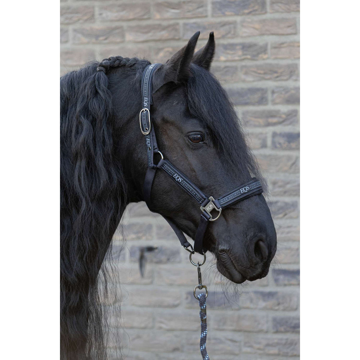 Harry's Horse Ensemble Licol EQS Black-Sand
