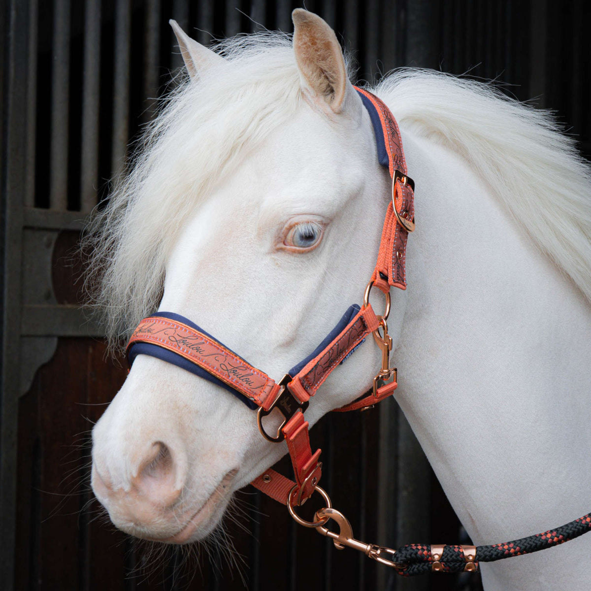Harry's Horse Ensemble Licol LouLou Crabapple
