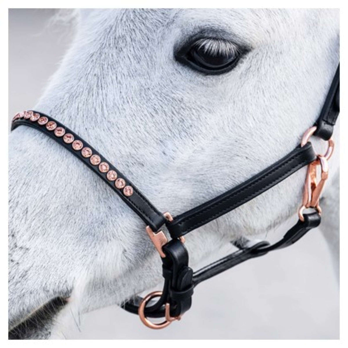 Harry's Horse Licol Crystal Poney/Poulain Noir/Or Rose