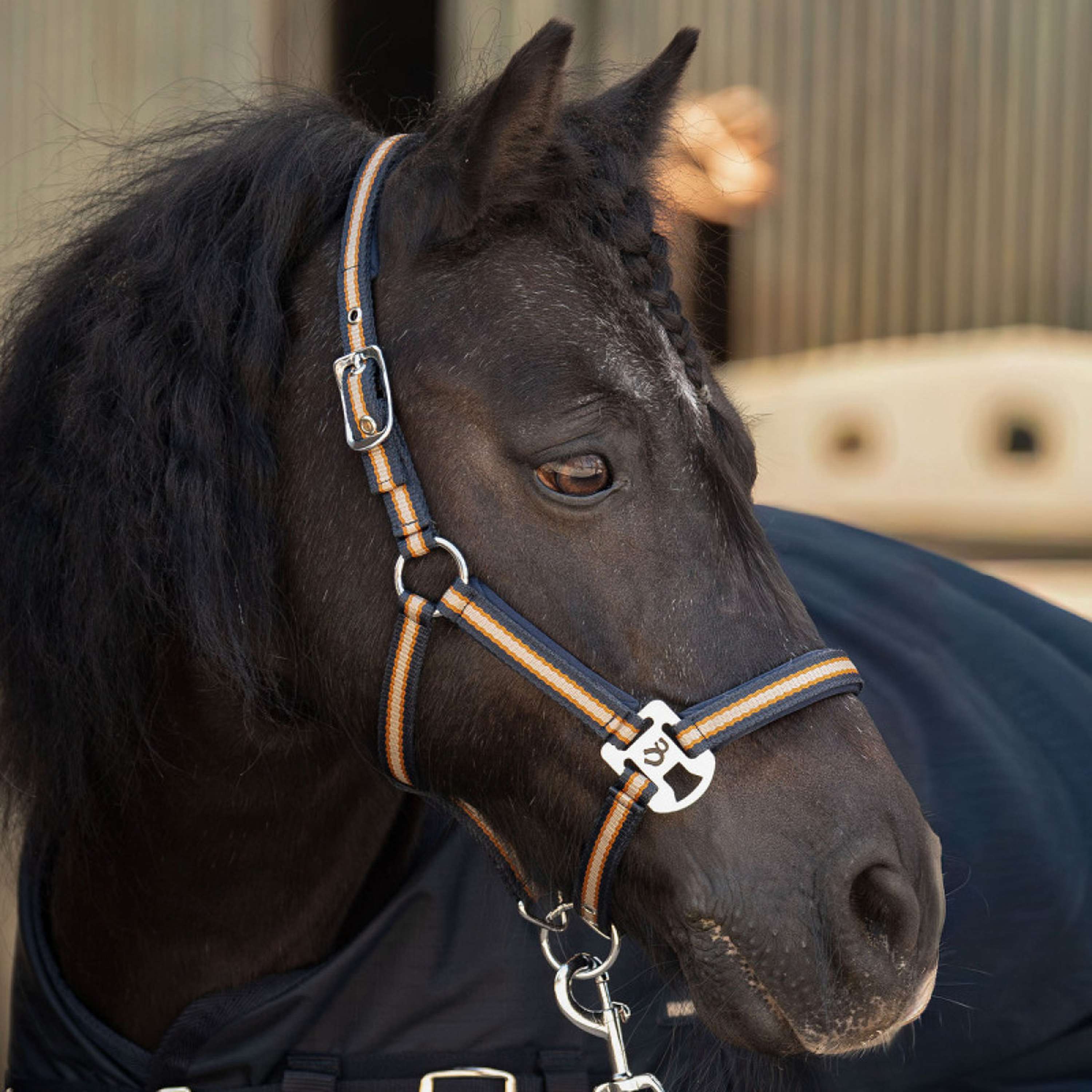 Harry's Horse Ensemble Licol STOUT! Maverick Total Eclipse