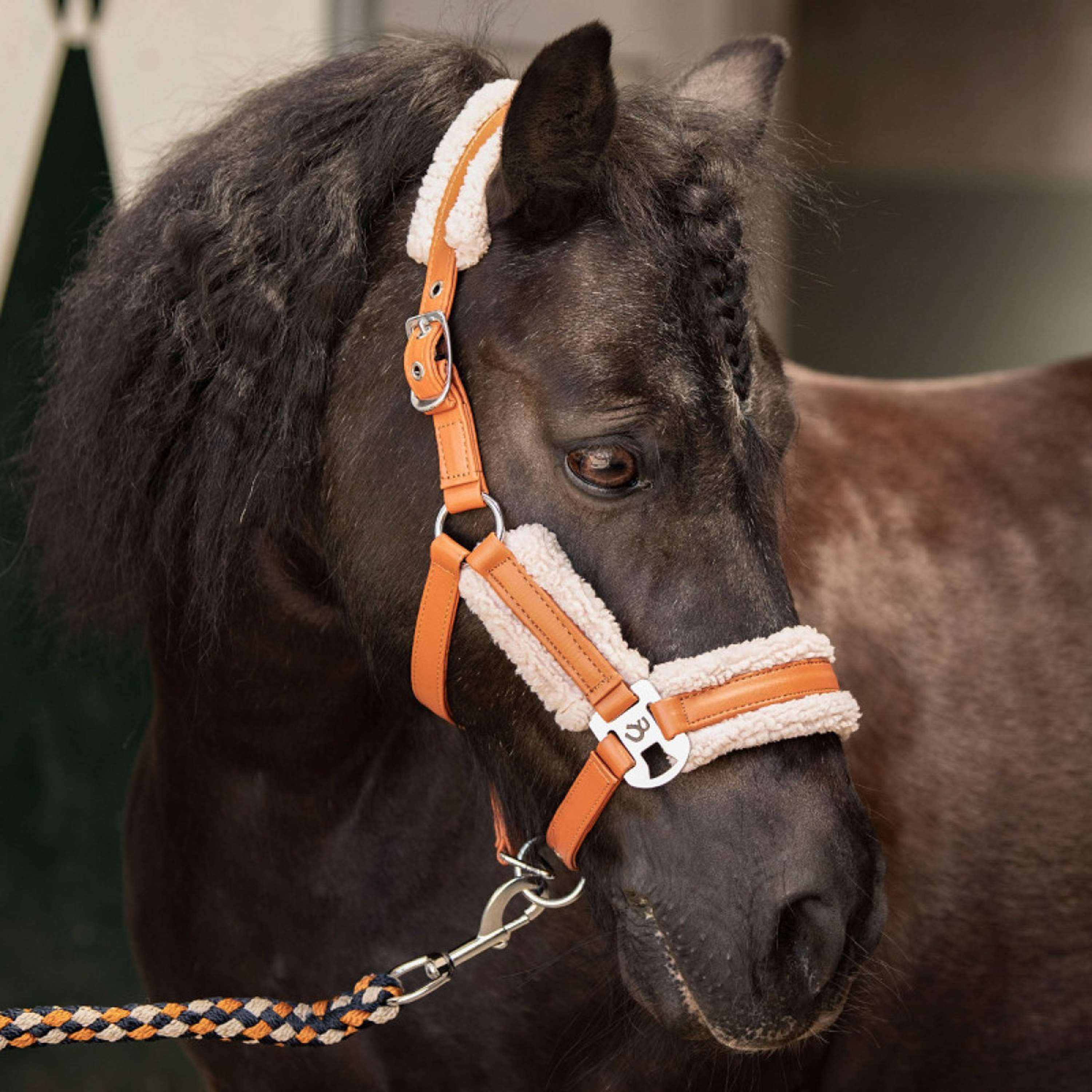 Harry's Horse Ensemble Licol STOUT! Maverick Bran
