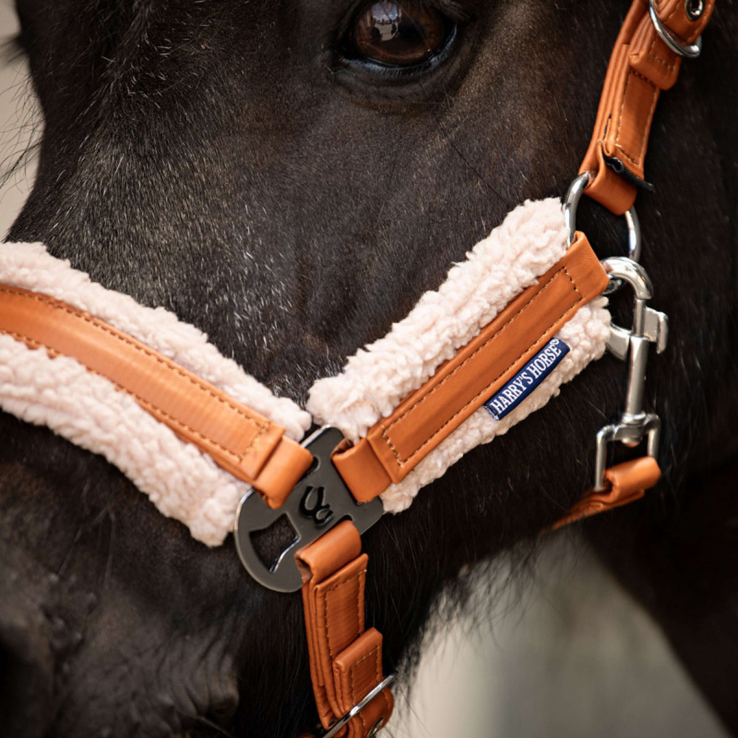 Harry's Horse Ensemble Licol STOUT! Maverick Bran
