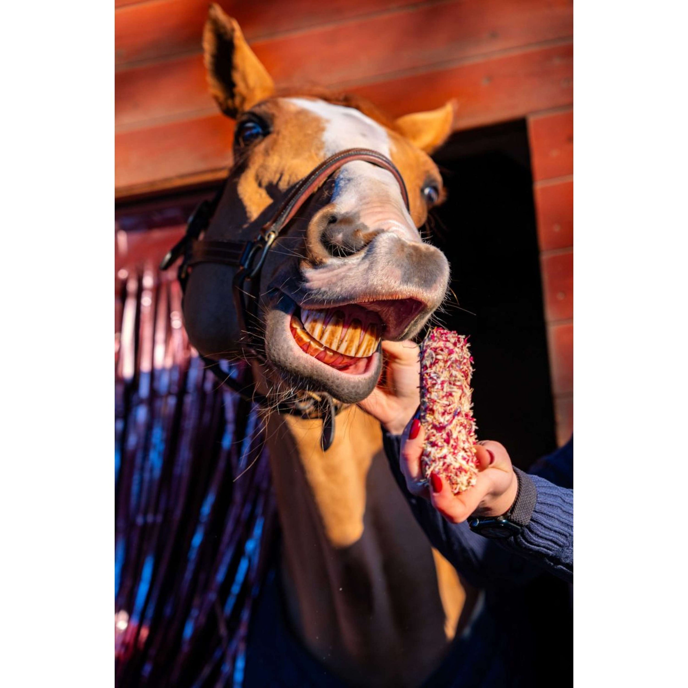 Candy Horse Love Cookies Cornflower Eclair Candy Horse Love Cookies Cornflower Eclair