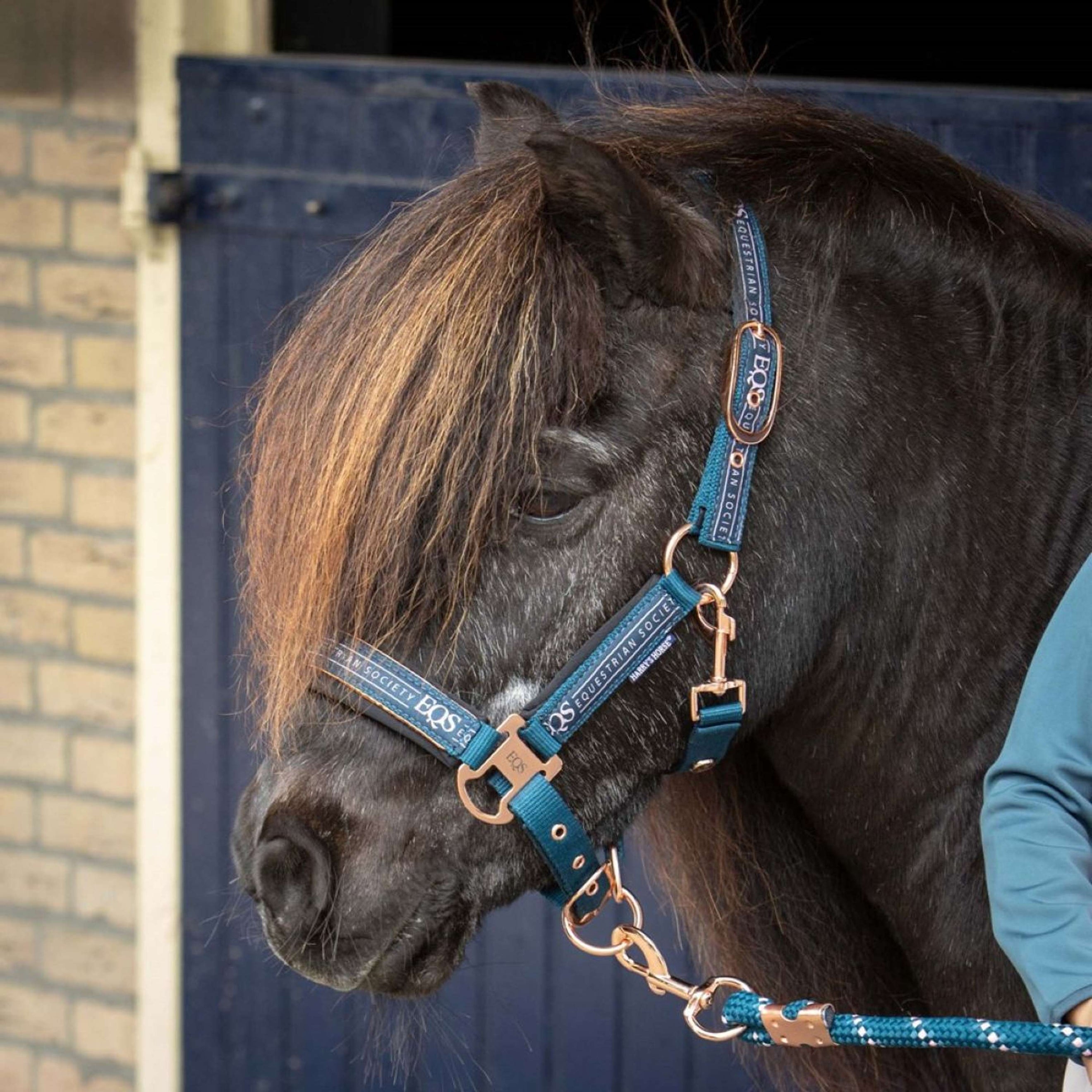 Harry's Horse Ensemble Licol Equestrian Society Moonlit Ocean Harry's Horse Ensemble Licol Equestrian Society Moonlit Ocean