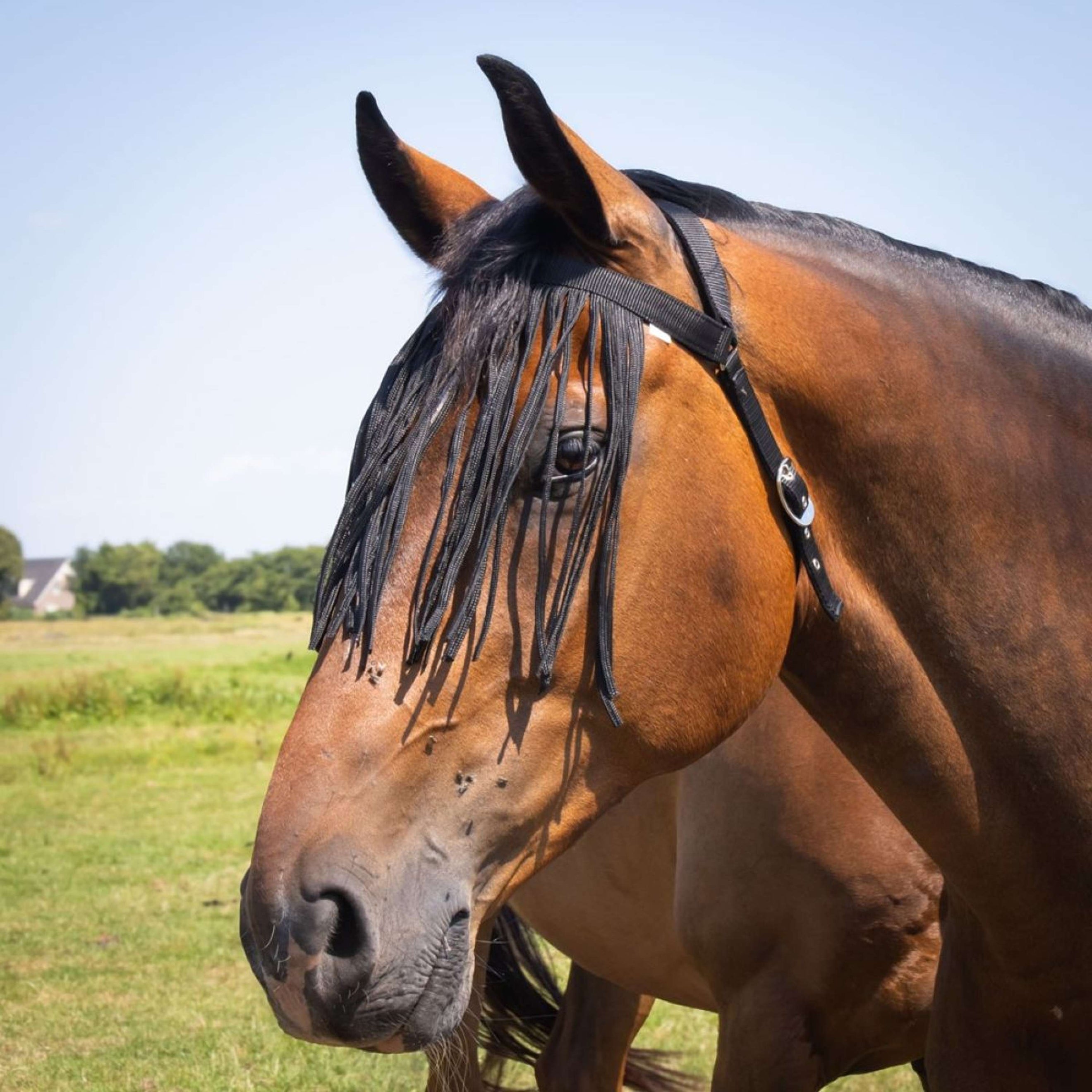 Harry's Horse Frontal Anti-Mouches Comfort+ Noir Harry's Horse Frontal Anti-Mouches Comfort+ Noir