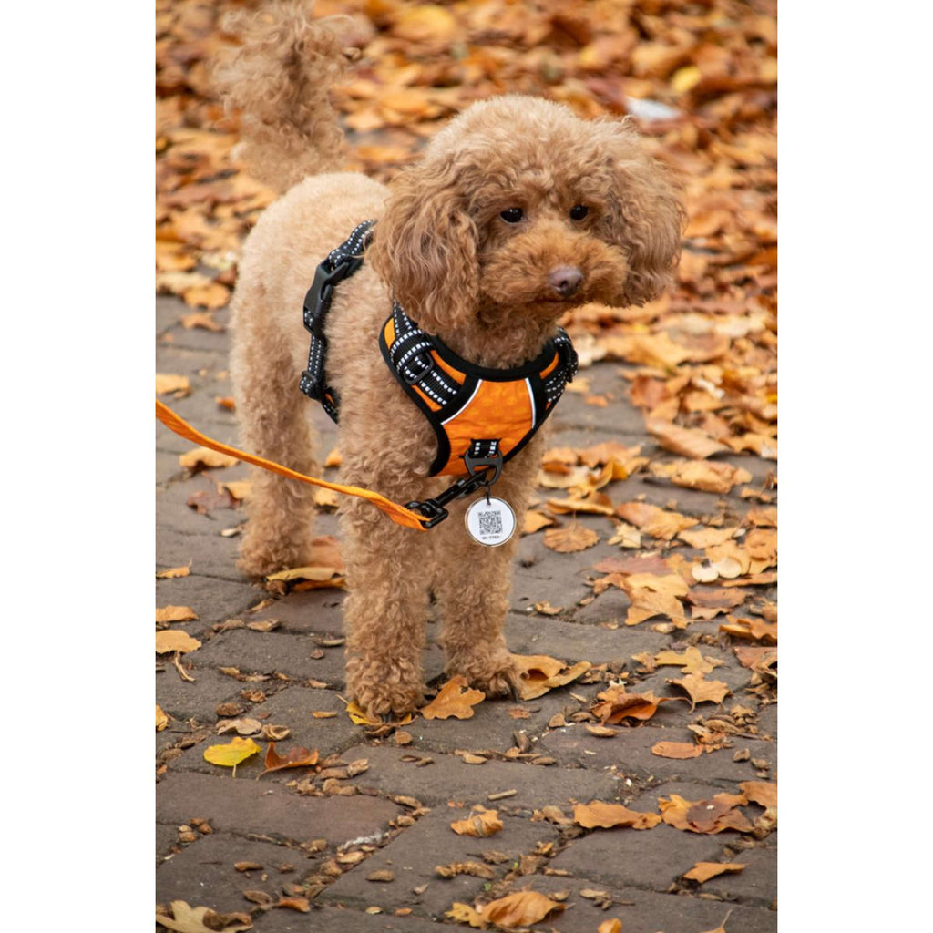 Spotted Pro! Harnais pour Chien Vert