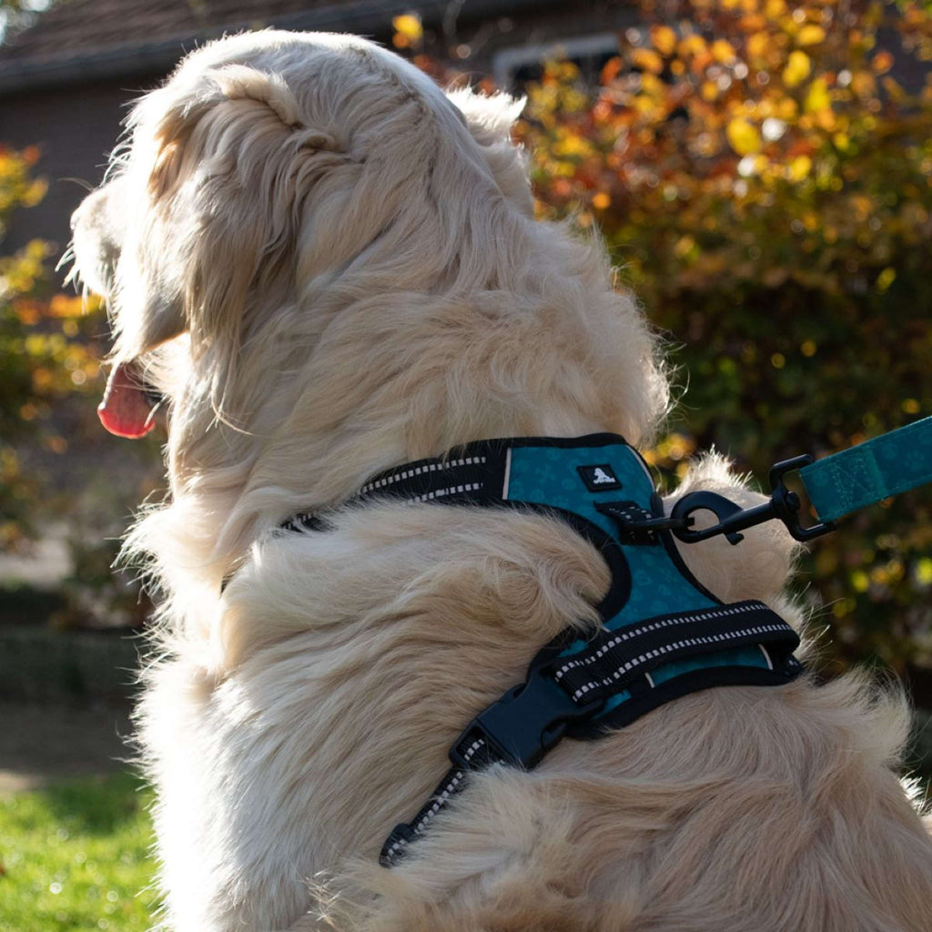 Spotted Pro! Harnais pour Chien Anthracite