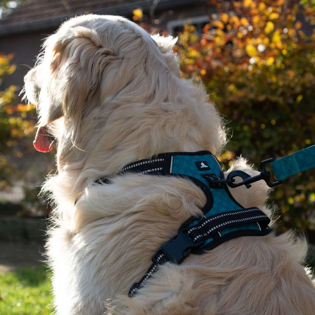 Spotted Pro! Harnais pour Chien Vert