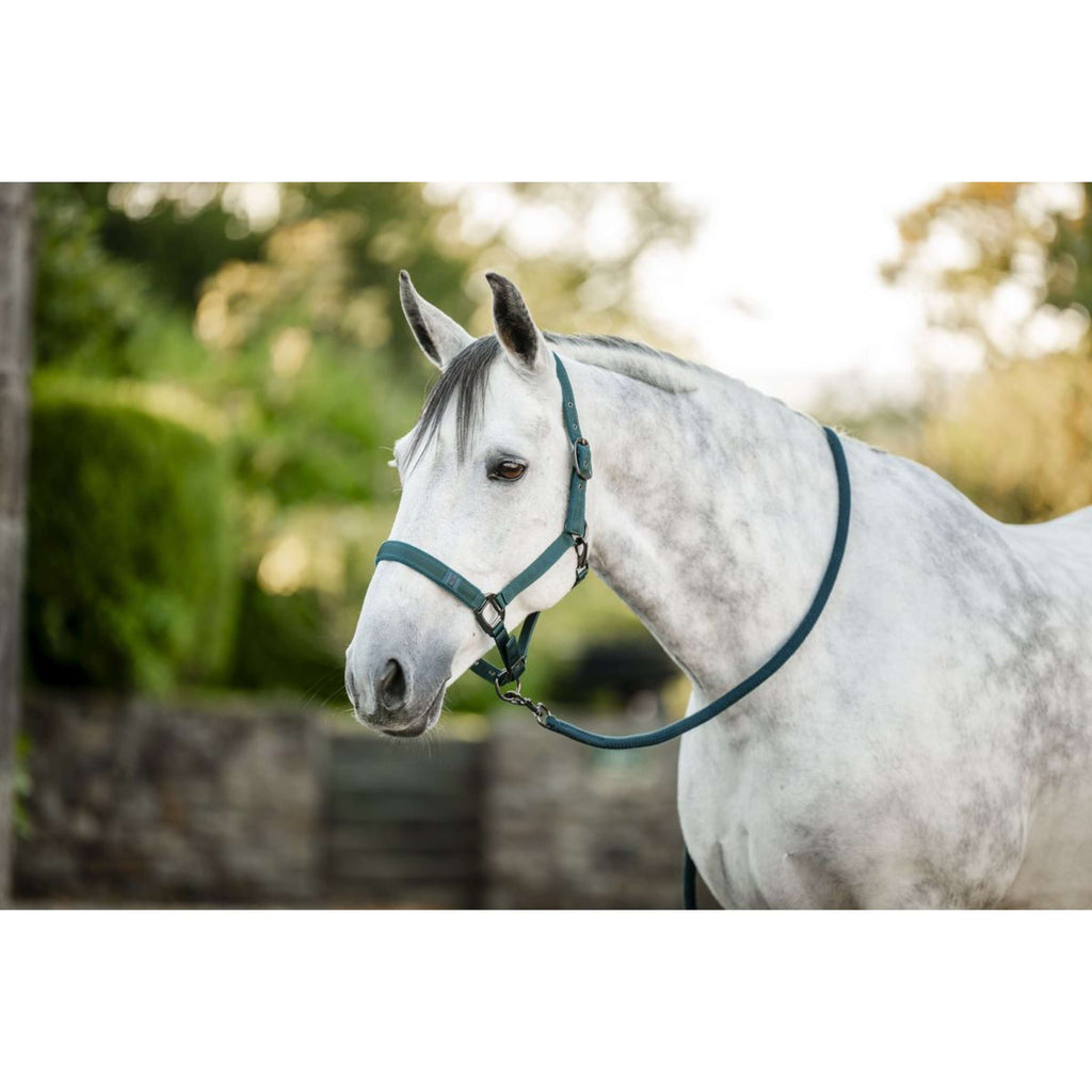 Amigo Licol et Longe Dynasty Green