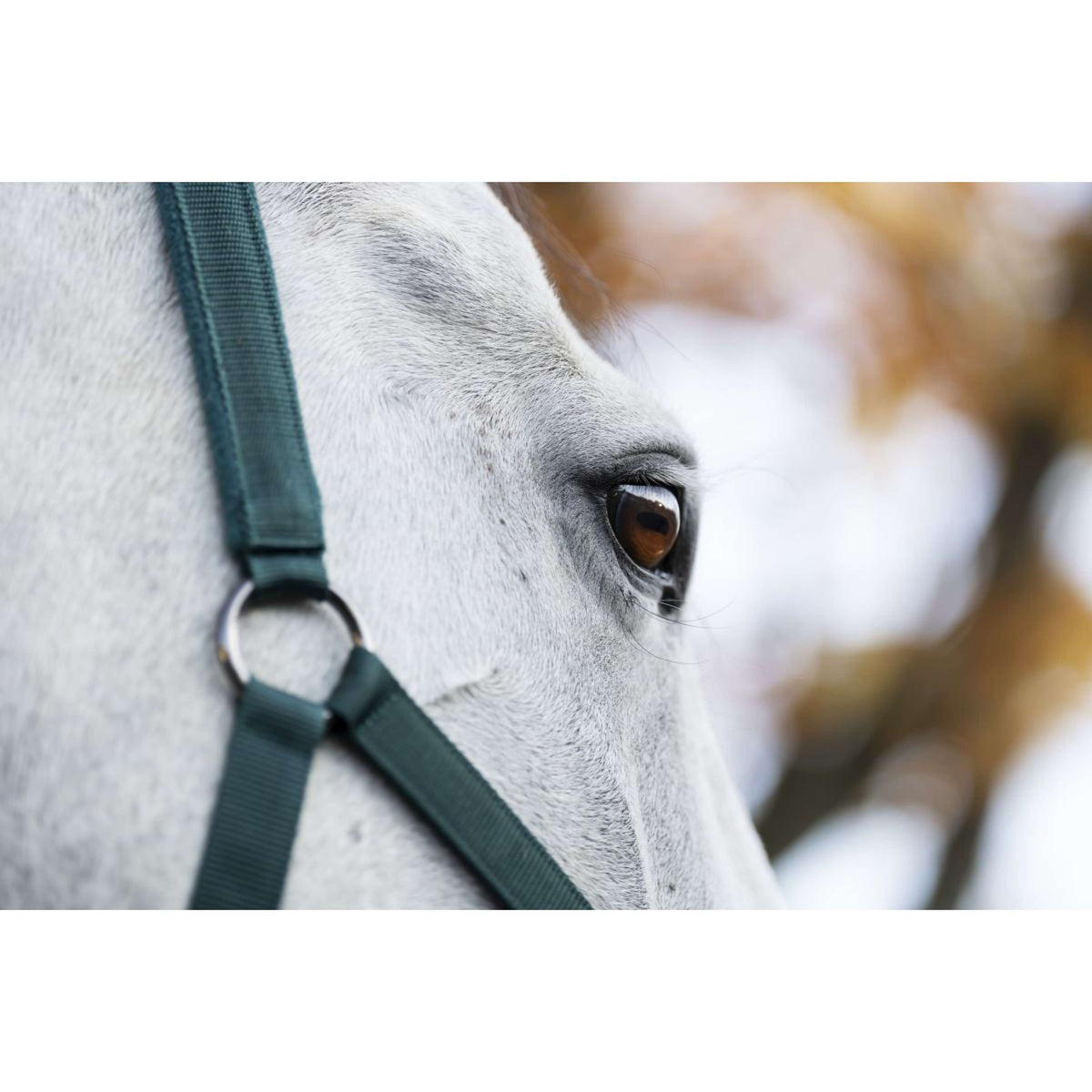 Amigo Licol et Longe Dynasty Green