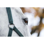Amigo Licol et Longe Dynasty Green