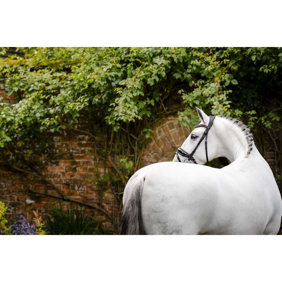 Horseware Bride Diamante Noir/Rose